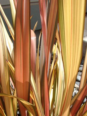 PHORMIUM Apricot Queen